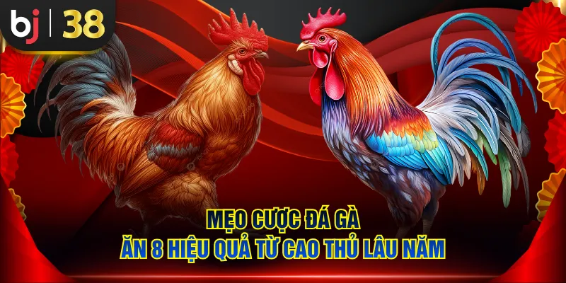 Mẹo cược đá gà ăn 8 hiệu quả từ cao thủ lâu năm